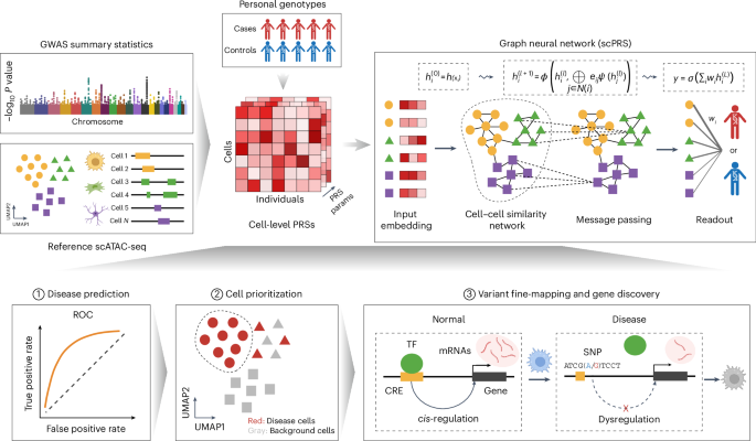 Single-cell polygenic risk scores dissect cellular and molecular heterogeneity of complex human diseases go.nature.com/3H6pAlr