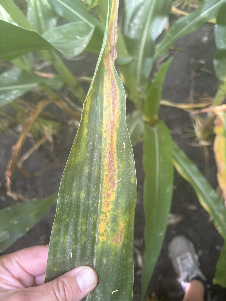 Laura Hofmeister tweet media