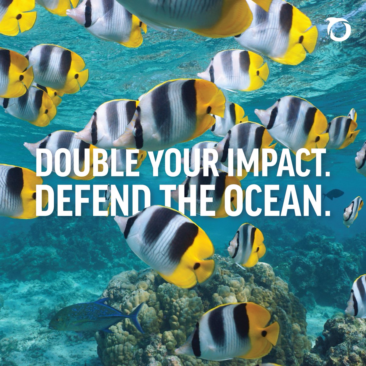 oceana's tweet image. 🎉 Oceana turns 23 this week.
Since 2002, Oceana has won hundreds of policy victories for marine life, coastal communities & our oceans – and we couldn’t have done it without you!
But there’s still so much more to fight for. Join our Day of Giving and make 2X the impact…