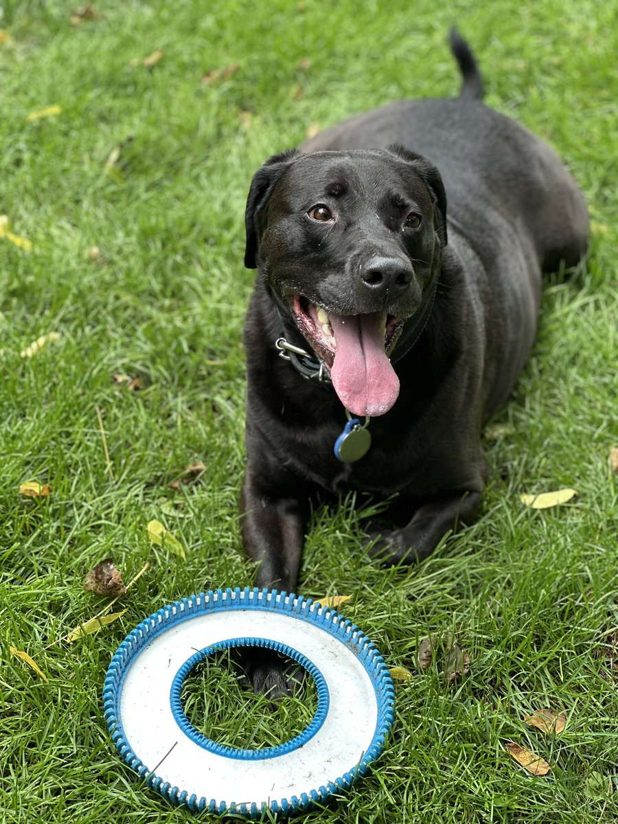ezraiyoung's tweet image. Post fetch bliss