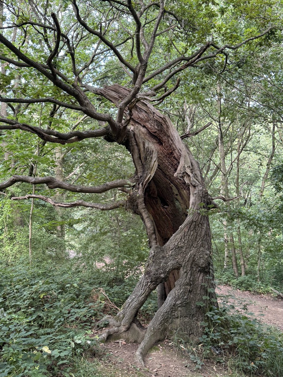 CopMoustache's tweet image. On today’s wandering I found this tree, it’s almost completely hollow but still growing strong and even showing signs of new life
Don’t forget folks, we can always find new life and there’s always hope 😊
#TreeClub