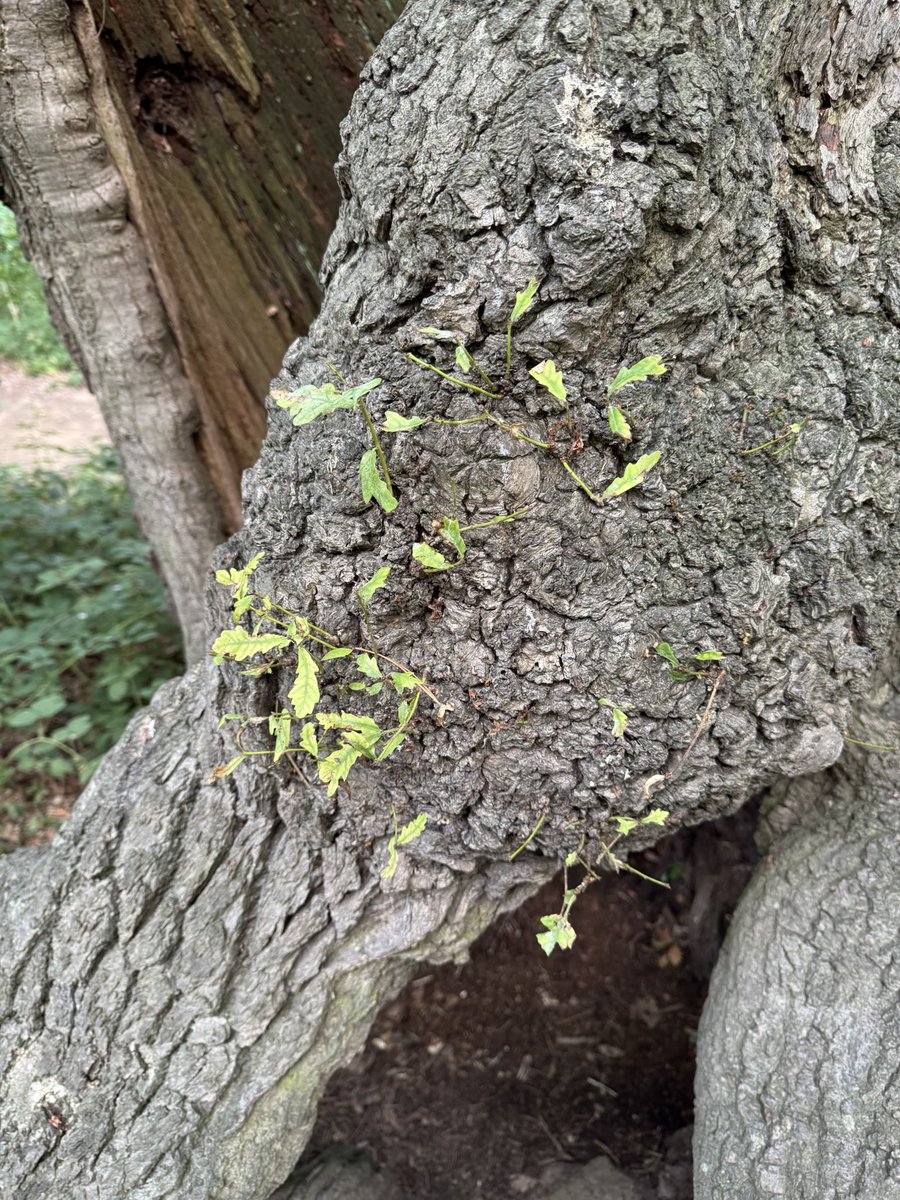 CopMoustache's tweet image. On today’s wandering I found this tree, it’s almost completely hollow but still growing strong and even showing signs of new life
Don’t forget folks, we can always find new life and there’s always hope 😊
#TreeClub