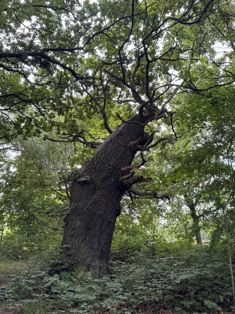 CopMoustache's tweet image. On today’s wandering I found this tree, it’s almost completely hollow but still growing strong and even showing signs of new life
Don’t forget folks, we can always find new life and there’s always hope 😊
#TreeClub