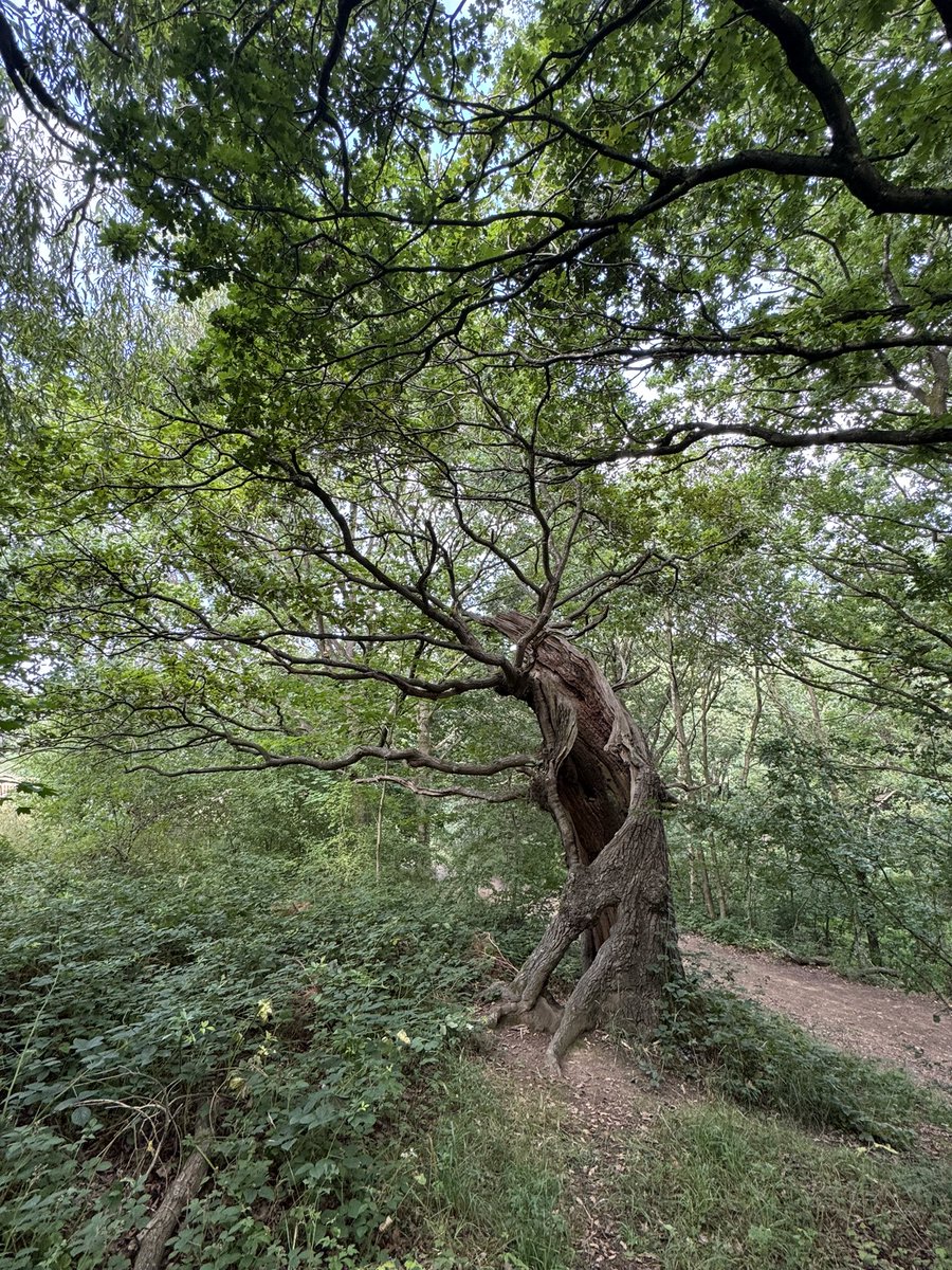 CopMoustache's tweet image. On today’s wandering I found this tree, it’s almost completely hollow but still growing strong and even showing signs of new life
Don’t forget folks, we can always find new life and there’s always hope 😊
#TreeClub