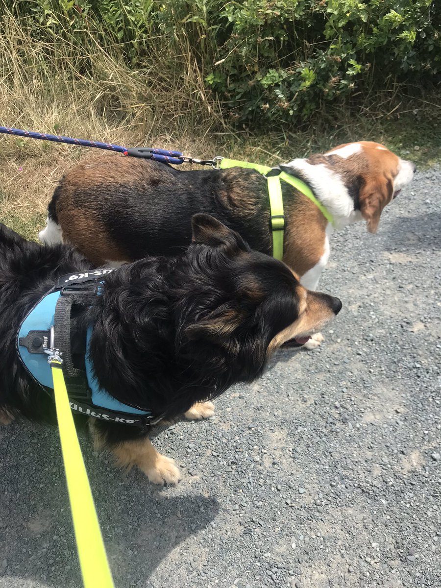 It’s all about teamwork with my pal Chewy the  🐇 🐇🐇and 🐿🐿🐿 are on high alert