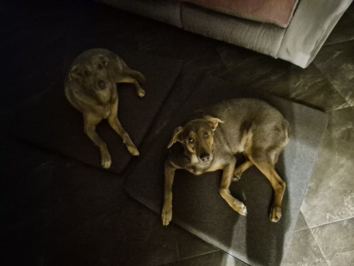 fayanzar's tweet image. I'm going to destroy these ghastly creatures. No treats for them today.