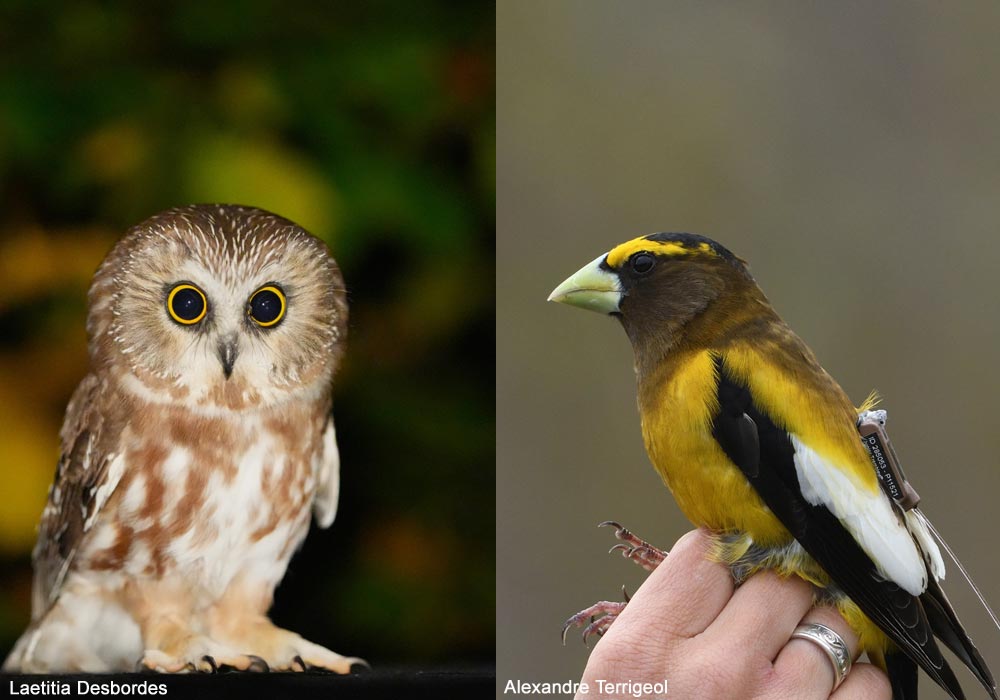 Ornithomedia's tweet image. 15ème Festival des Oiseaux Migrateurs de la Côte-Nord à Tadoussac (Québec) du 15 au 21 septembre 2025 ➡️ Cliquez sur ce lien pour en savoir plus : ornithomedia.com/agenda/15eme-f… #oiseaux #birds #ornithologie #ornithology @OOT_Tadoussac