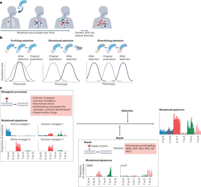 Out Now! Within-host bacterial evolution and the emergence of pathogenicity bit.ly/4o2Kgvz #BacterialEvolution #Pathogenicity #Microbiology