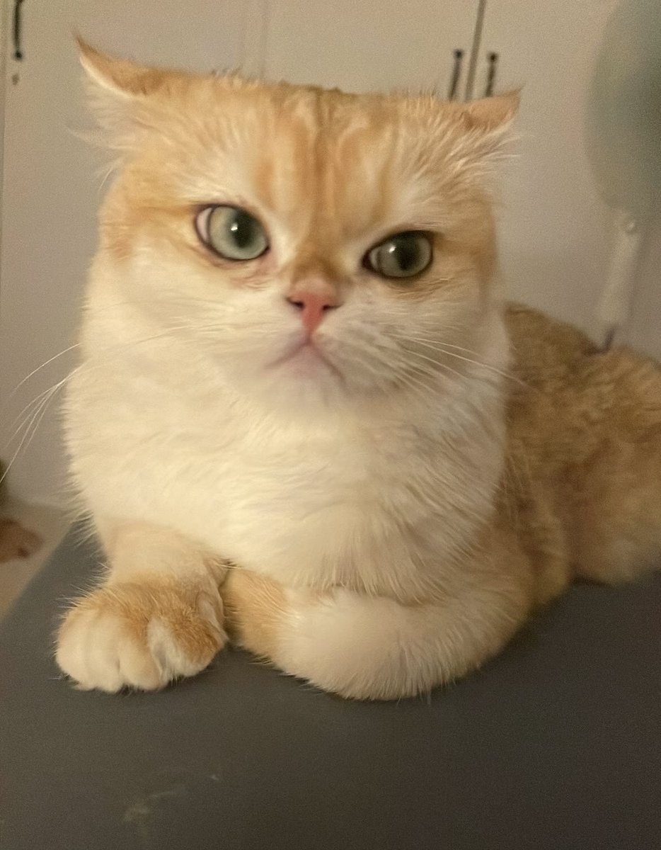 SoyOlaaaa's tweet image. Nareszcie razem🥹❤️ choć na zadowoloną nie wygląda 🤣