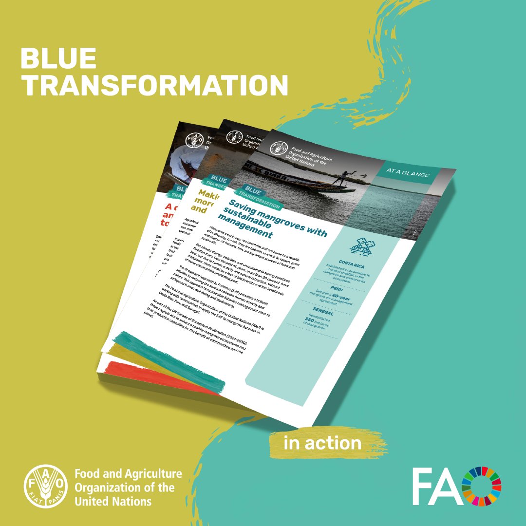 FAOfish's tweet image. Mangroves support food security & biodiversity but face growing threats from climate change & overuse.
@FAOFish is helping communities in #CostaRica, #Peru & #Senegal restore balance through co-management, & restoration.
Read more👉 doi.org/10.4060/cd1417…