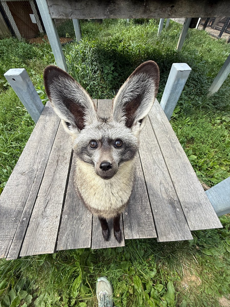 Kal is a one year old bat-eared fox! The bat-eared fox can rotate its cup-shaped ears independently to pinpoint the exact location of prey.