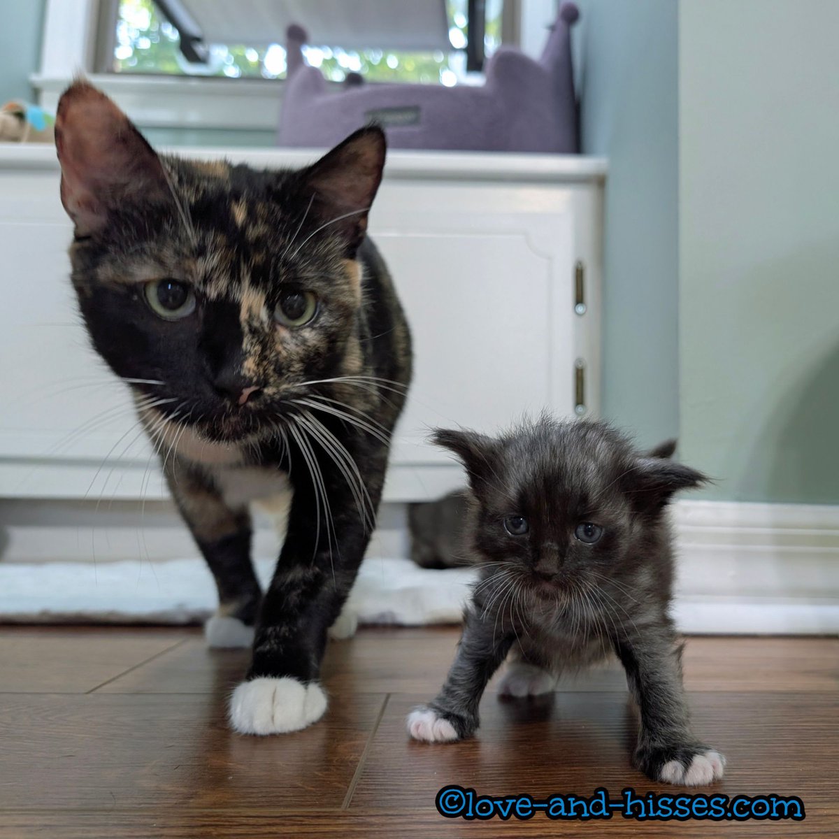 RobynAnderson's tweet image. I tapped on the floor to get Nolan's attention, which startled him (oops) and then Lilia came over to see what was going on, and advised that I should KNOCK IT OFF. Yes, ma'am!