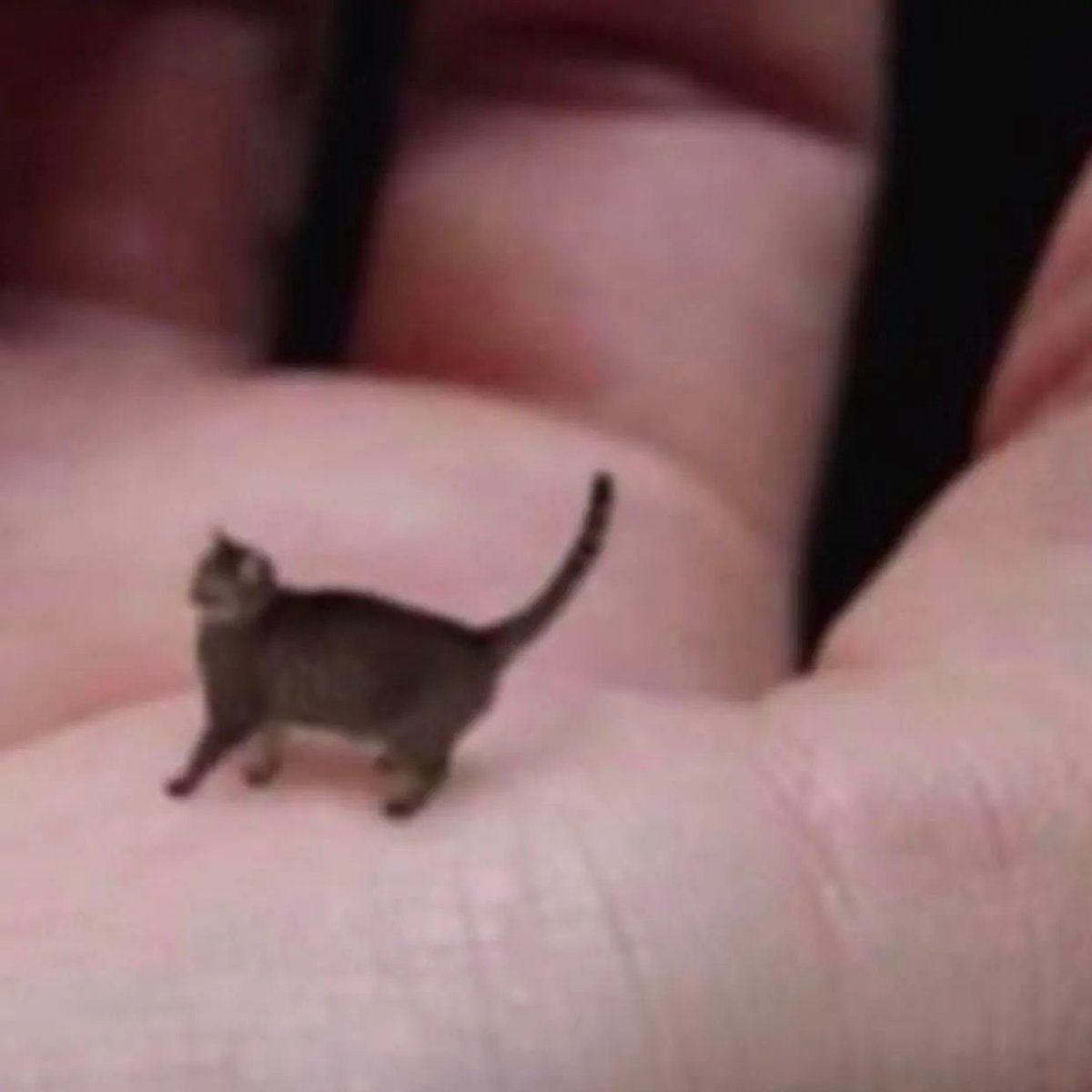 Punch Cat (@punchingcat) on Twitter photo 