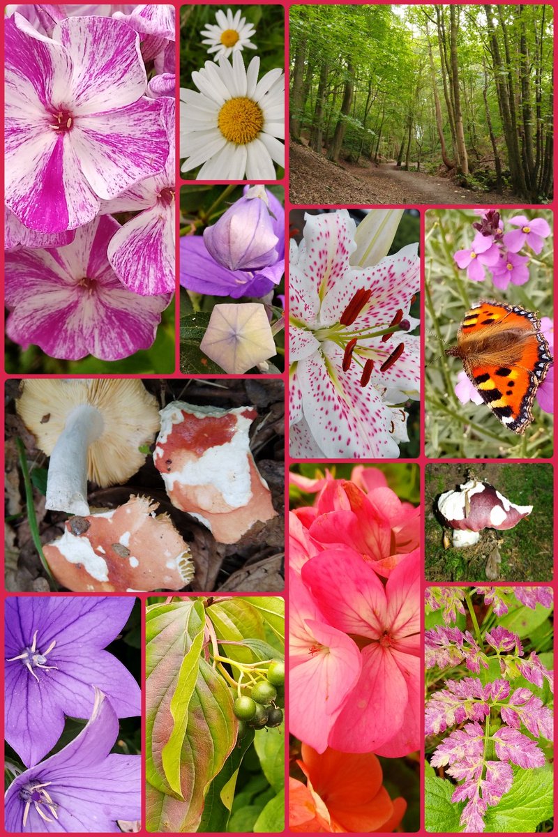 s4r4h_l's tweet image. #JoinMeOnMyWalk A later one today (yes too much time watching my garden 馃 friends) We decided on a woodland walk and found a few nibbled russala #mushrooms, and a very smart small tortoiseshell. @ThePhotoHour #Preston #Lancashire #MasonsWood