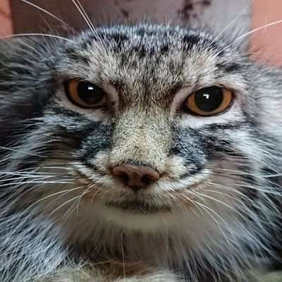 the last thing a friendly hind sees before being obliterated by a DM13 shell from my Gepard