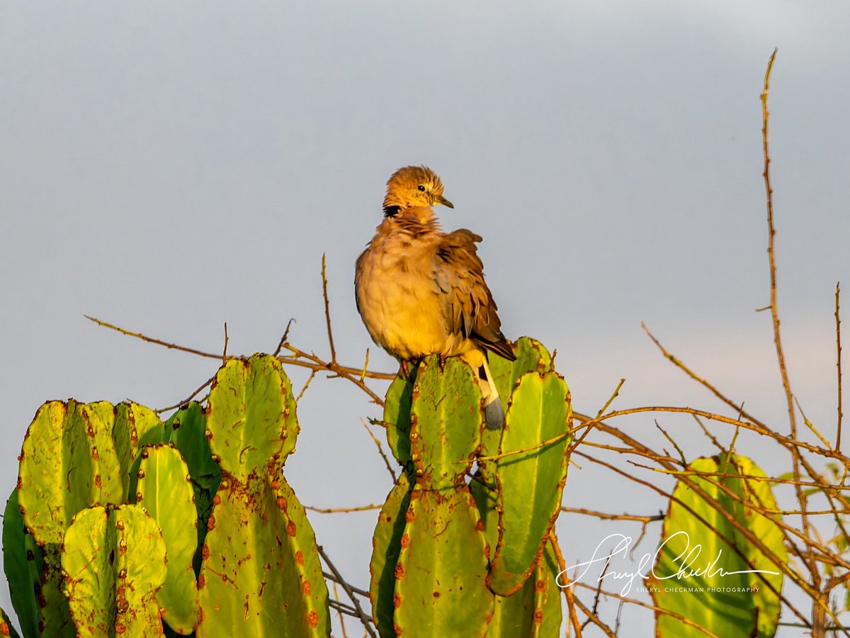 DiveArtist's tweet image. Early morning still life of Laughing Dove with cactus.
#laughingdove #ugandabirds #ugandabirdphotography #africabirds #om1markⅱ #mzuiko100400 #birdsseenin2025 #birdcpp