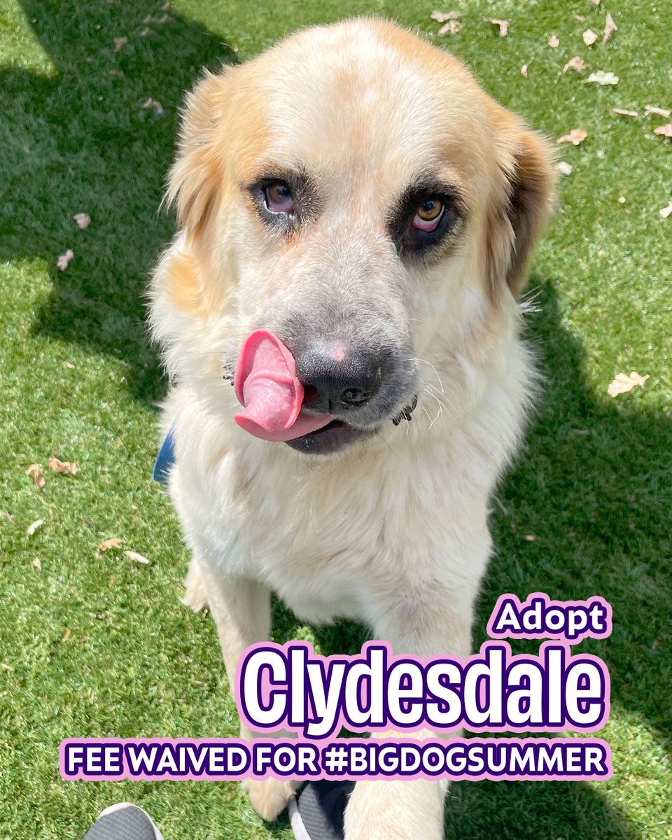 🥺 Does your lap have room for 73 pounds of loving cuddles? Of course it does! Clydesdale is another one of our extra-special big dogs whose adoption fee is completely waived during the month of July as part of #BigDogSummer!
joybound.org/adopt/