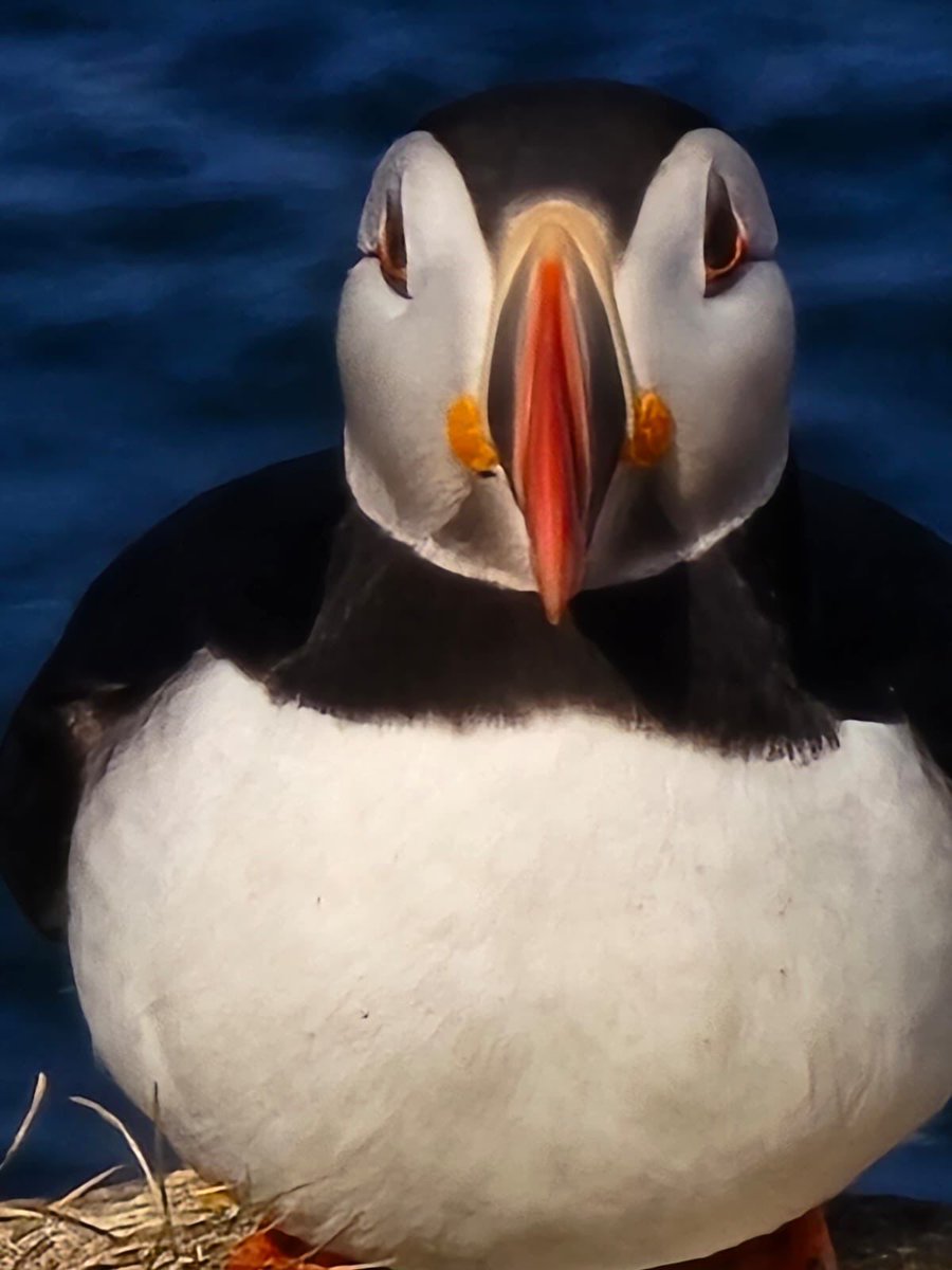 No visit to the puffin sanctuary in Elliston, NL would be complete without pausing at the Sealers’ Memorial to reflect on the culture, sacrifice and tragedy of the 1914 Newfoundland Sealing Disaster when 78 sealers died having been left on the ice off the northeast coast for 53