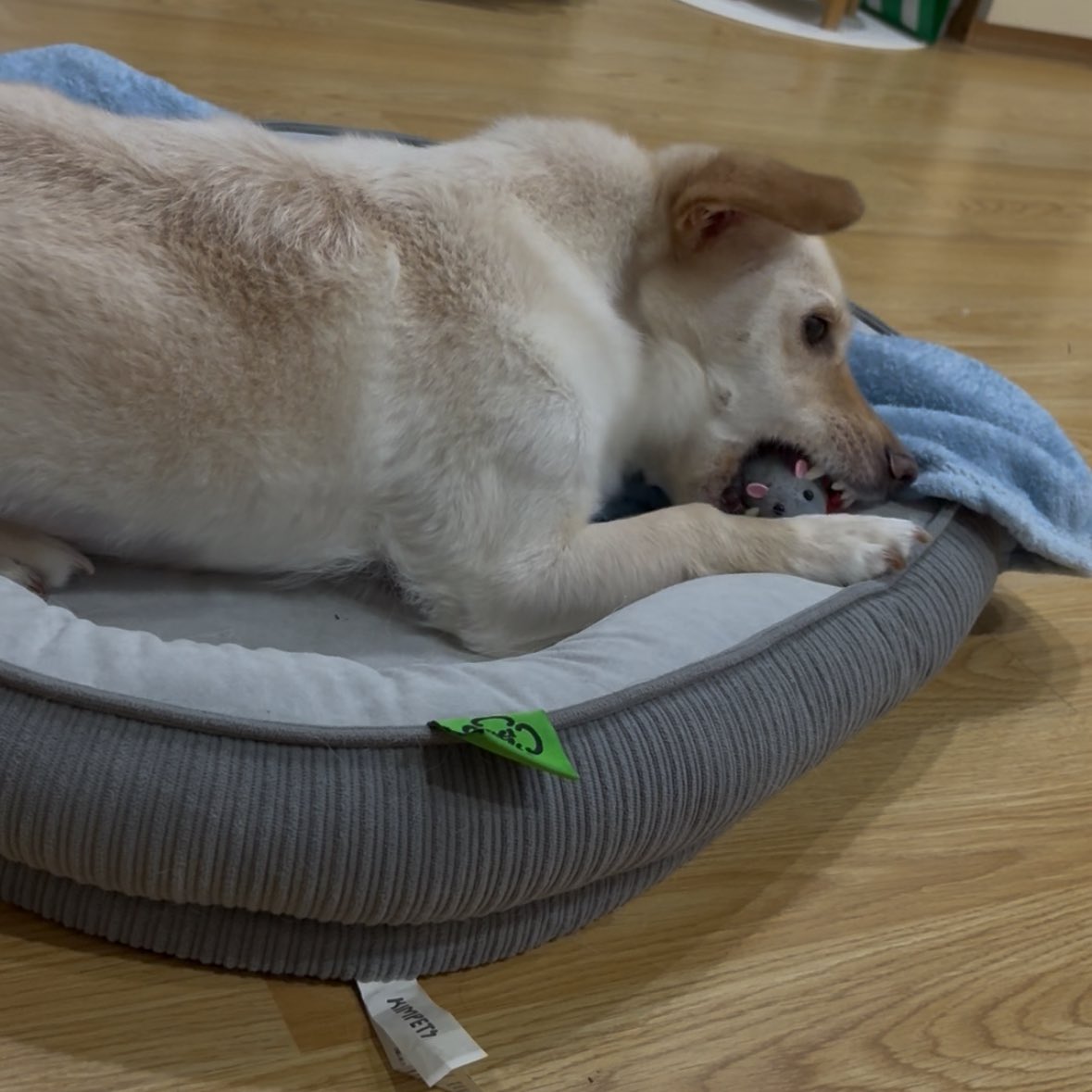 fallingindoggy's tweet image. 고양이 주려고 사왔는데 고양이는 관심없고 개만 좋아함 ㅠ (딱딱한거라 바로 뺏었어요)
얘넨 맨날 서로 장난감 바꿔서 놀아…