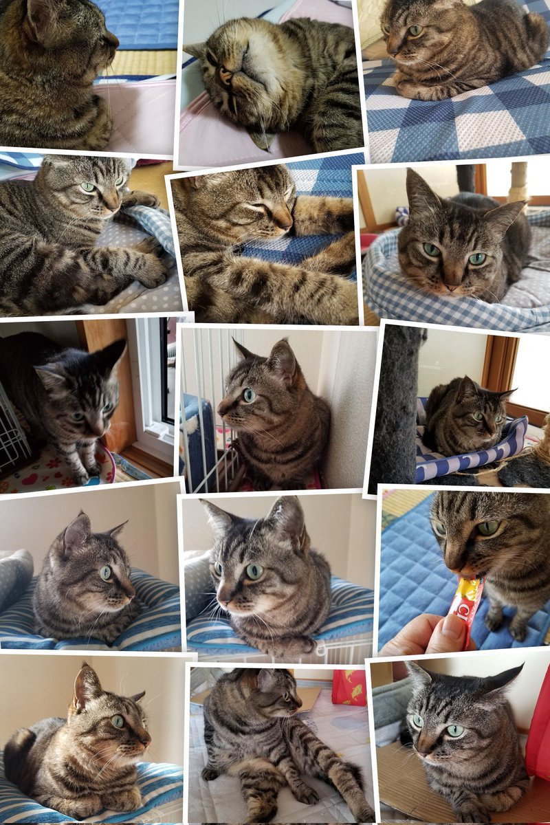 おはようございますm(__)mこたろうシリーズです＼(^-^)／今日は仕事お休みなのでのんびりしています(笑)今日もファイト🚩😃🚩水分補給忘れずに＼(^-^)／