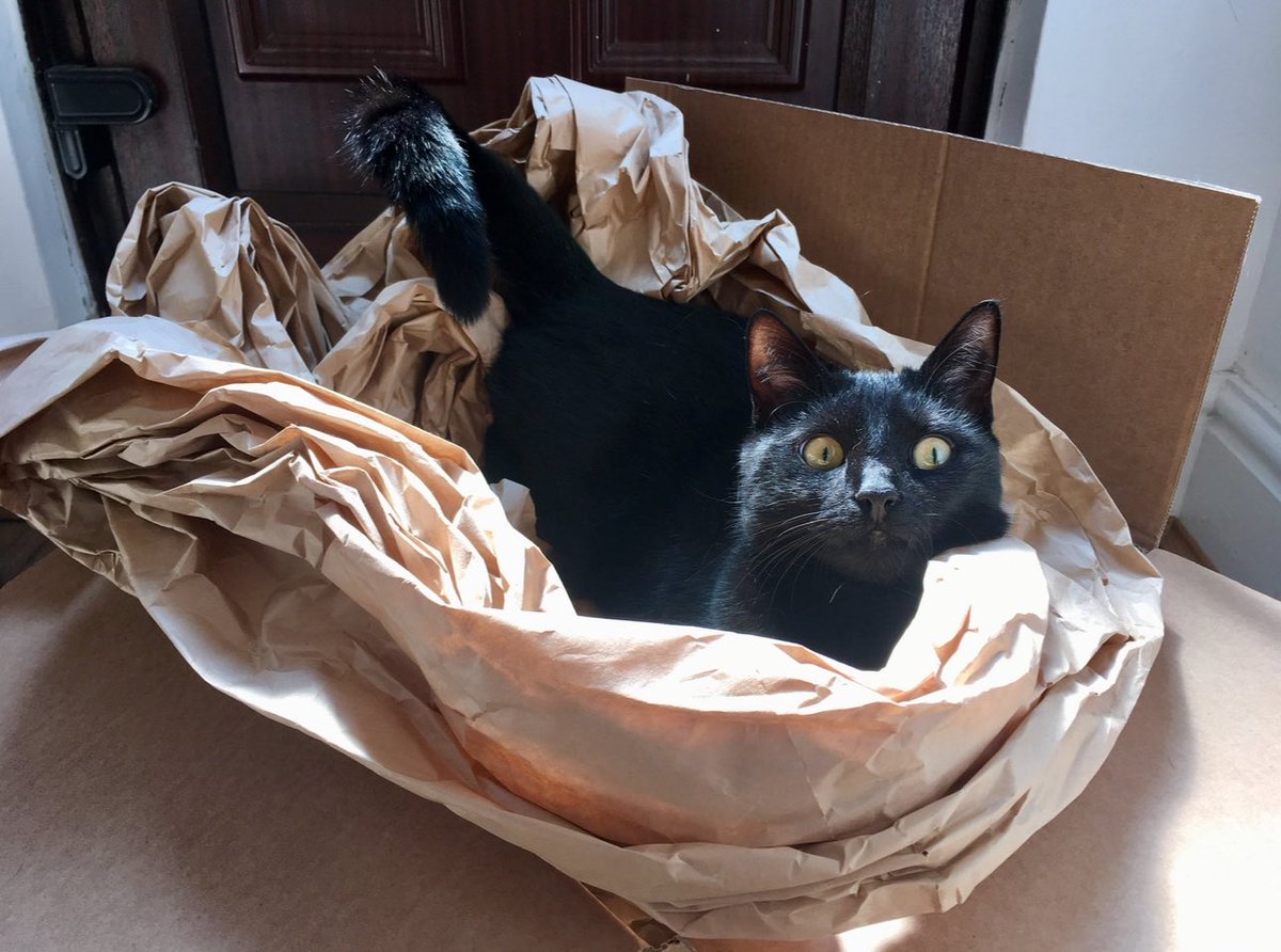 TinyWriterLaura's tweet image. HOW DARE YOU APPROACH MY BOX. JAIL. JAIL FOR MOTHER!!!! JAIL FOR A THOUSAND YEARS