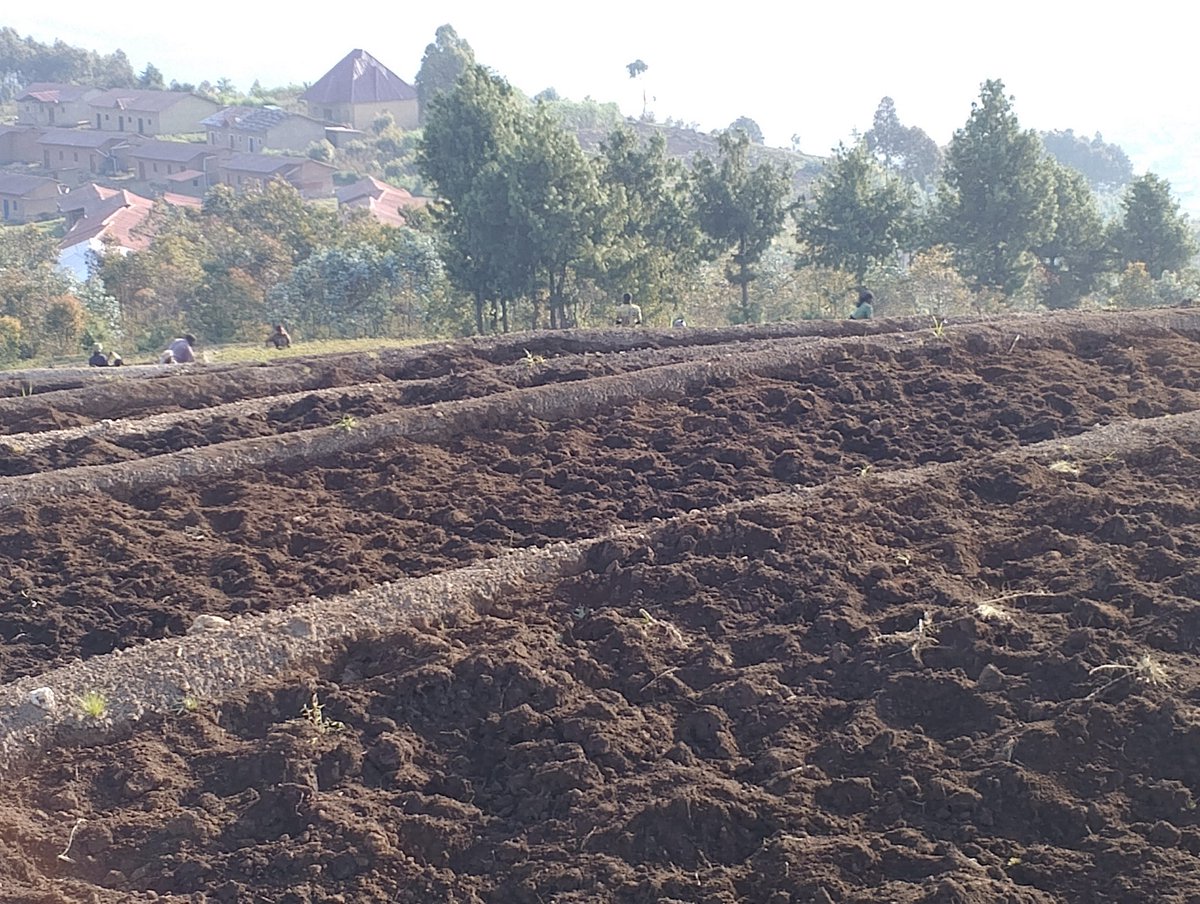 UwaseYves3's tweet image. We have to and will always have to maintain sustainable soil conservation practices.