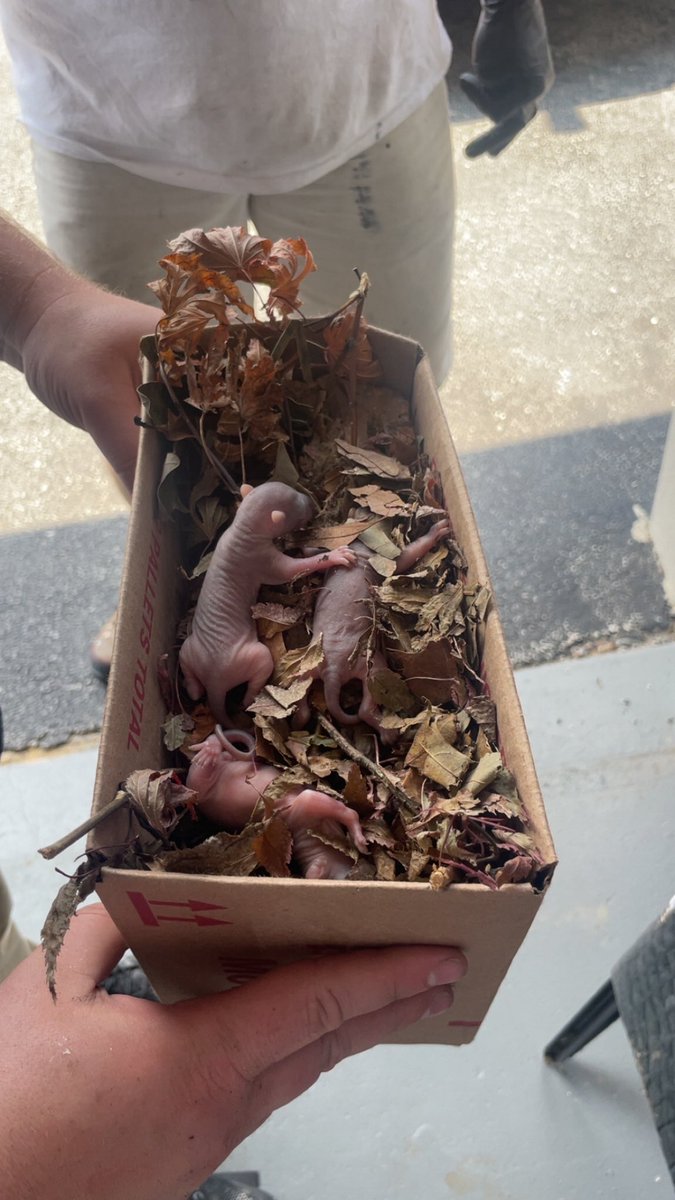 FKAGEORGEY's tweet image. found these little guys i think im going to name them alvin, simon and theodore and teach them how to sing and dance