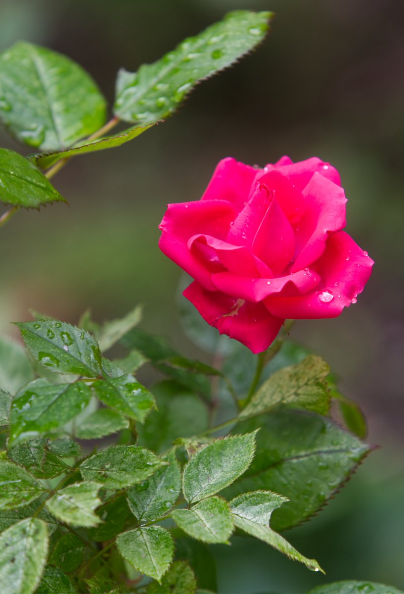 Run_fly_Smile's tweet image. Do not be afraid never 馃槉
John Paul II
#Rose #JohnPaul