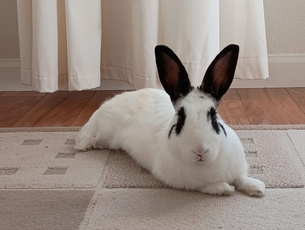HouseRabbit's tweet image. Squid is currently in a foster home. π¦
βSquid is a shy rabbit who is slowly coming out of his shell. He now lets me pet him, and he shows his affection by licking my legs..He does not have a tendency to chew on thingsβ¦He is a very tidy rabbitβ¦β
Adopt! houserabbit.org