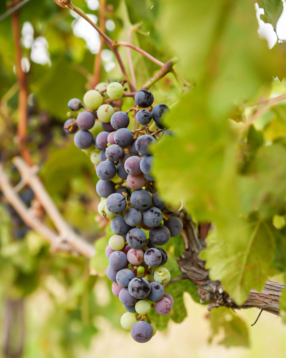 #Veraison is here! Across #WA vineyards, clusters are shifting from green to beautiful shades of purple, pink &amp; gold. This color change marks the start of ripening - when grapes soften, sugars rise &amp; flavors start to develop. #Harvest is just around the corner!
