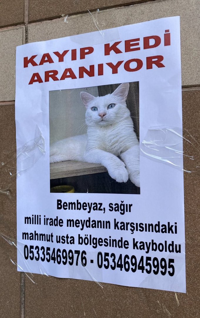 HAN(Perisi de var) (@kedilihan) on Twitter photo 