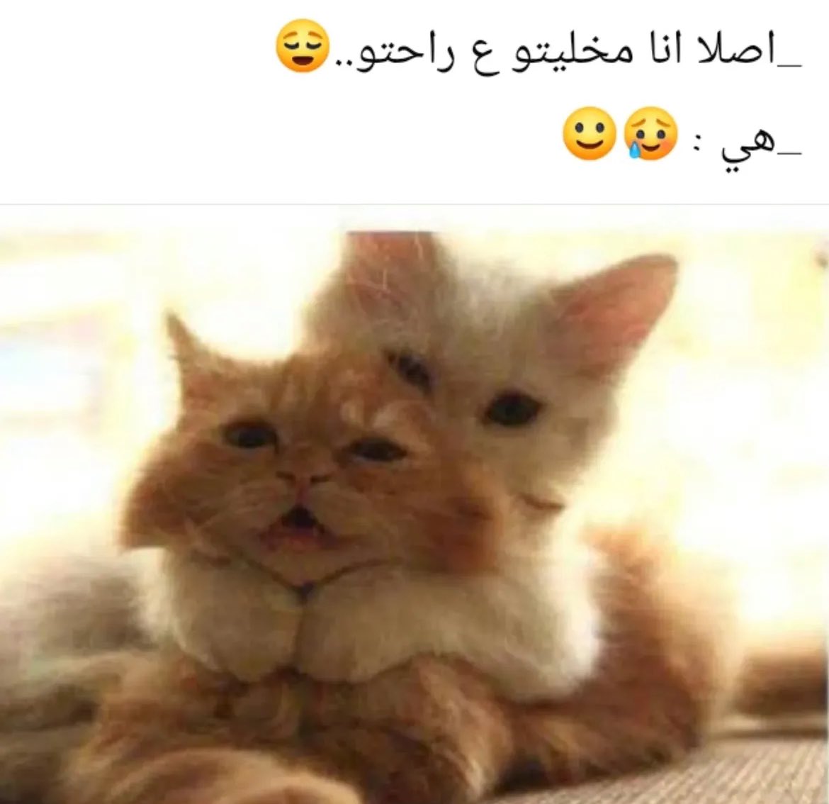 A.Alzain๐ (@a_alzainn) on Twitter photo ๐๐ ๐๐