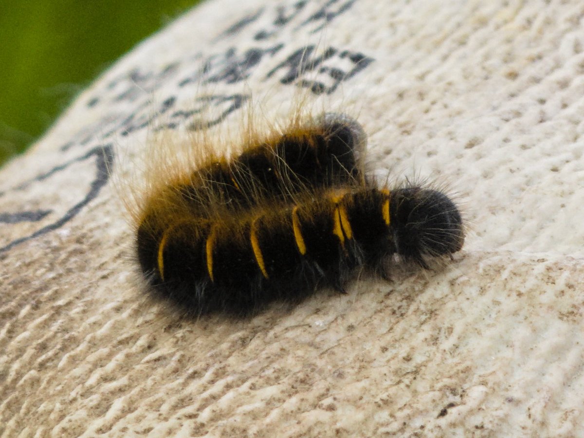 falterverwalter's tweet image. Am Mittwoch im de Meinweg unterwegs gewesen, und dabei die Raupe des Brombeerspinners auf einem Arbeitshandschuh fotografiert. Der Ginster wurde dort zurückgeschnitten.