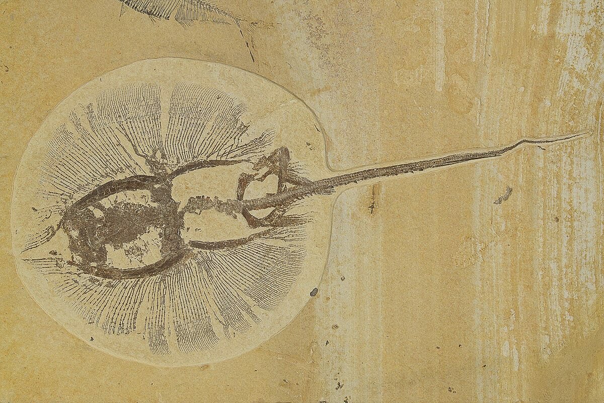 JeremyBRoberts's tweet image. Sometimes, it can be both #FossilFriday and #FlatSharkFriday.
This is a heliobatis from the Green River formation in Wyoming.