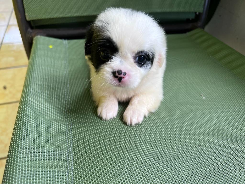 noc_snow's tweet image. Hoy cumple LINA 🎈 🐾 🥰