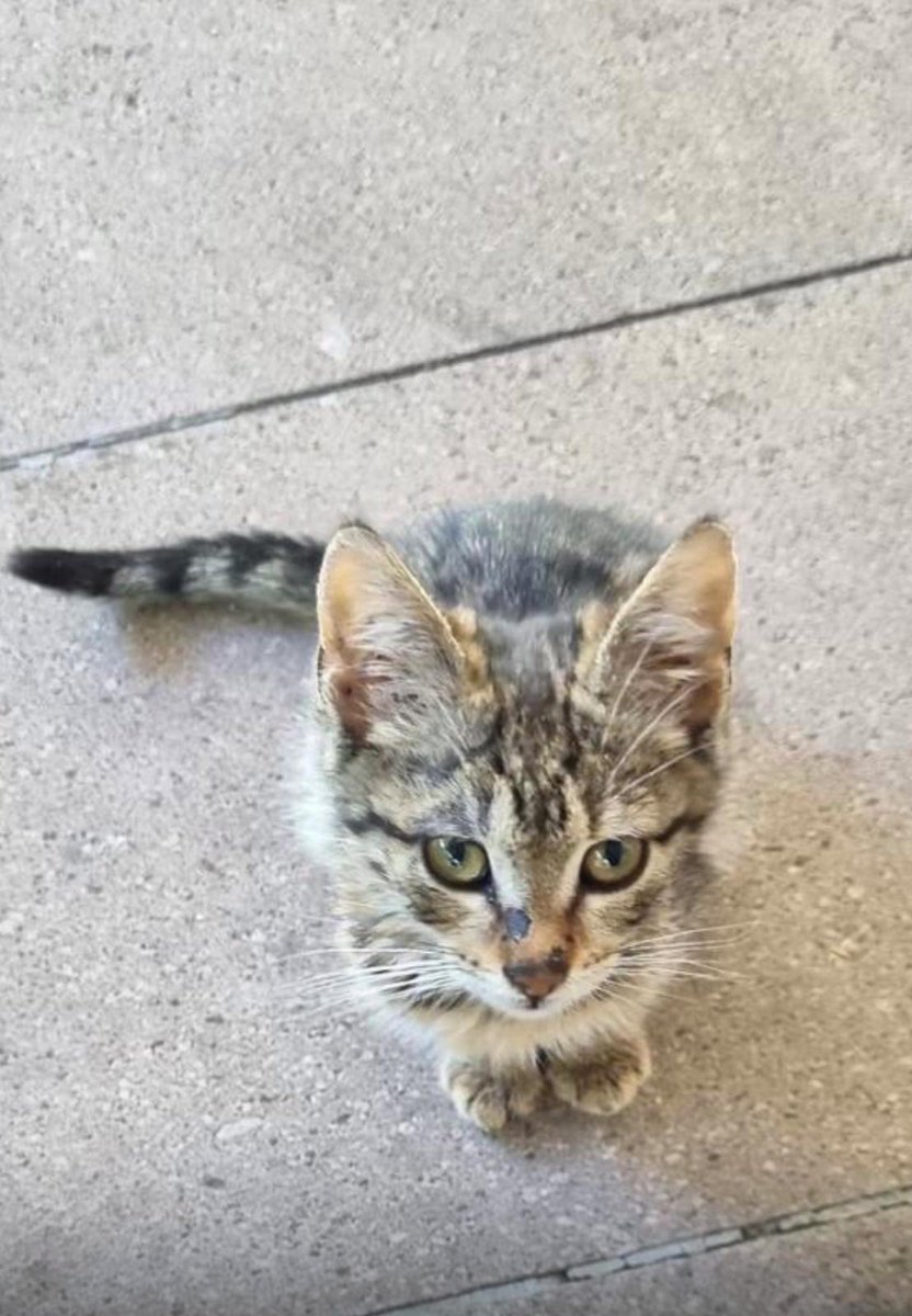 haysevder's tweet image. HER ŞEYE RAĞMEN HAYATA TUTUNMAK...🥺🐾
İletişim: 0546 452 66 96
Yer: #Ankara
Herhangi bir sokak kedisi deyip geçebilirsiniz. Çoğu kediye göre çirkin de bulabilirsiniz. Tekir olması ilginizi çekmeyebilir hatta ona "beğeni" yapmayabilir ya da yorum da eklemeyebilirsiniz... Ama…