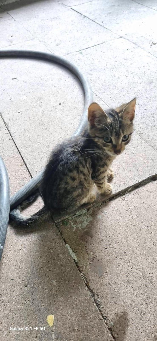 haysevder's tweet image. HER ŞEYE RAĞMEN HAYATA TUTUNMAK...🥺🐾
İletişim: 0546 452 66 96
Yer: #Ankara
Herhangi bir sokak kedisi deyip geçebilirsiniz. Çoğu kediye göre çirkin de bulabilirsiniz. Tekir olması ilginizi çekmeyebilir hatta ona "beğeni" yapmayabilir ya da yorum da eklemeyebilirsiniz... Ama…