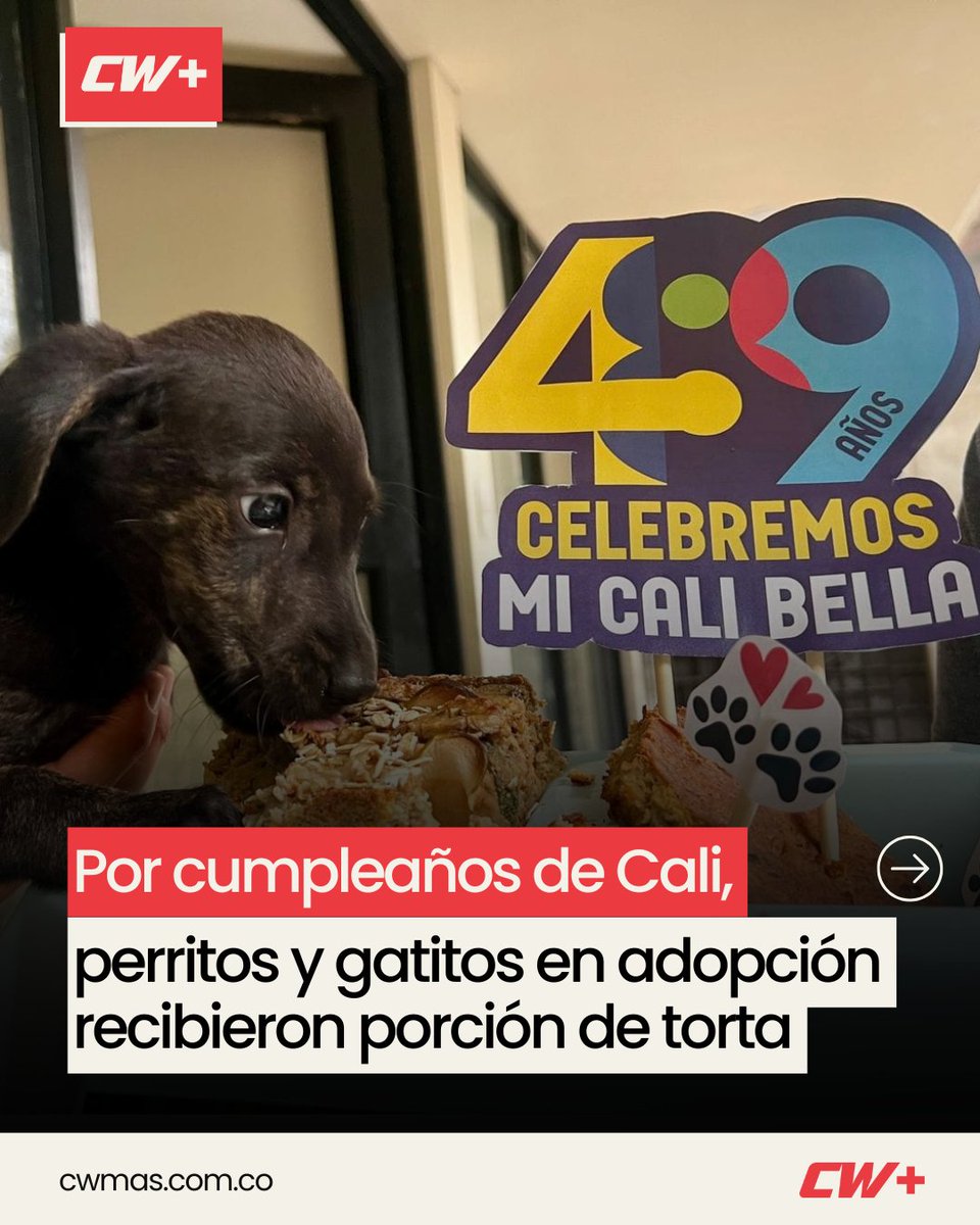 CWMasNoticias's tweet image. CALI | Más de 100 perritos y gatitos del albergue municipal celebraron este 25 de julio el cumpleaños 489 de la ciudad con porciones de torta preparadas especialmente para ellos. La actividad fue organizada por la Uaepa (@AnimalesCali) y el Centro de Bienestar Animal con apoyo de…