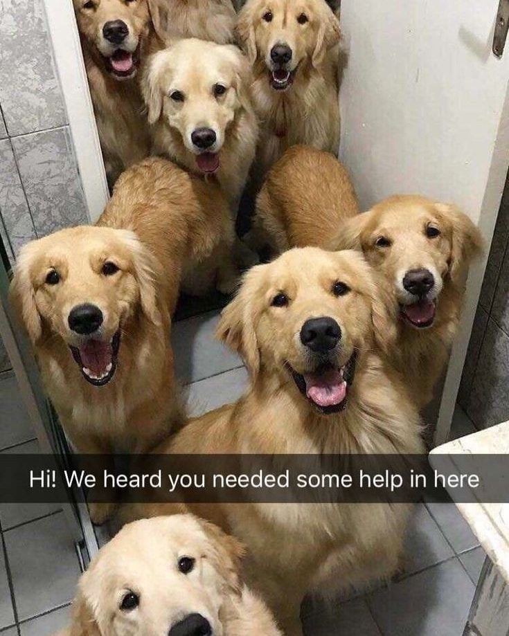 GoldretrieverUS's tweet image. Good Morning from the Golden Retriever Channel. Your "Support Team " is here. Always ready to aid---( or pester you)
#FridayVibes
#shenanigans #GoodBoy
(Alpha.paw iG)