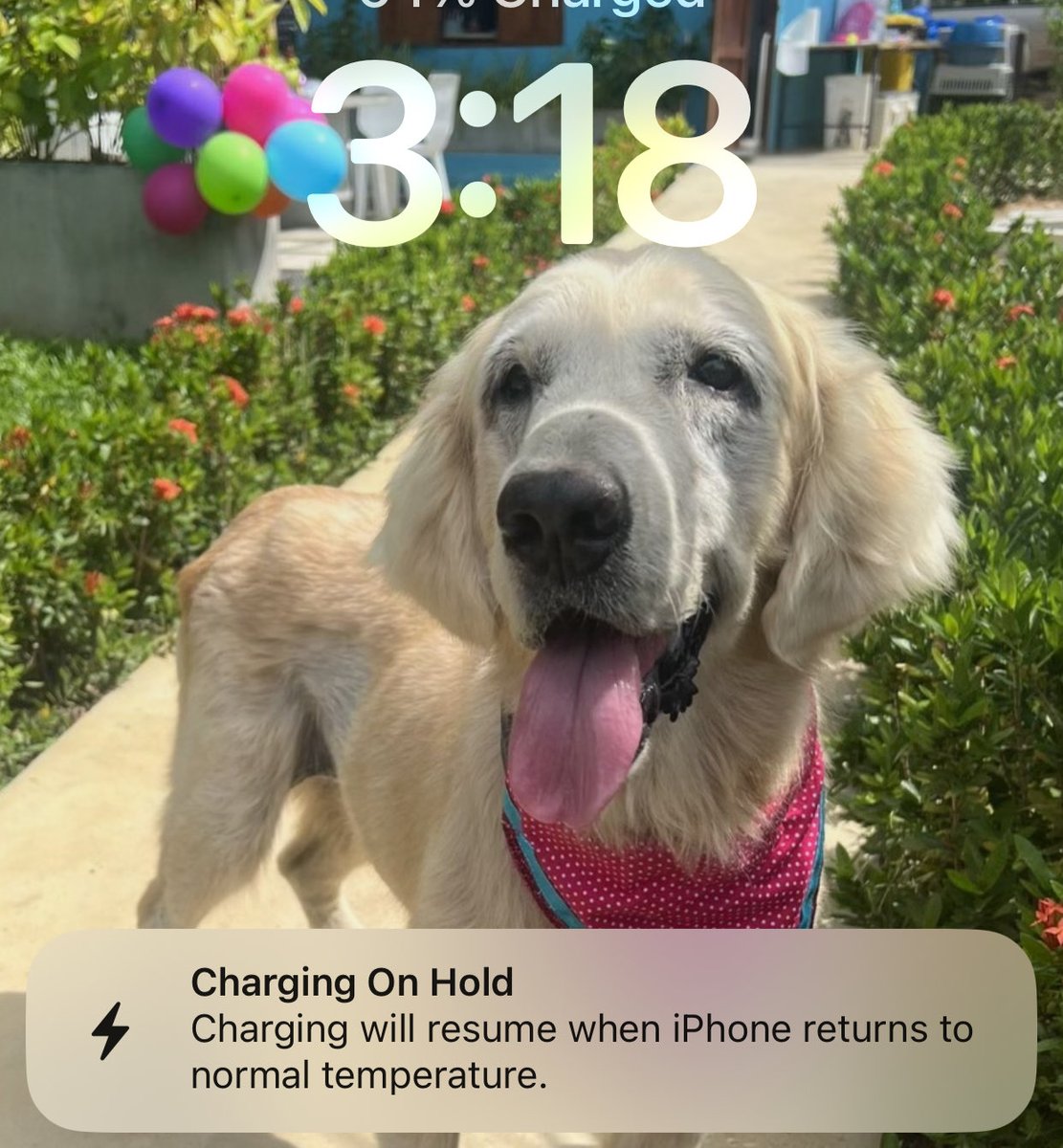 I received an alert that my iPhone is too hot to continue charging. I just felt it, it’s hot! I think it’s my faulty charger.
This used to happen to my previous iPhone and the battery expanded the phone and it was bulging outwards. 
So far, no bulging.