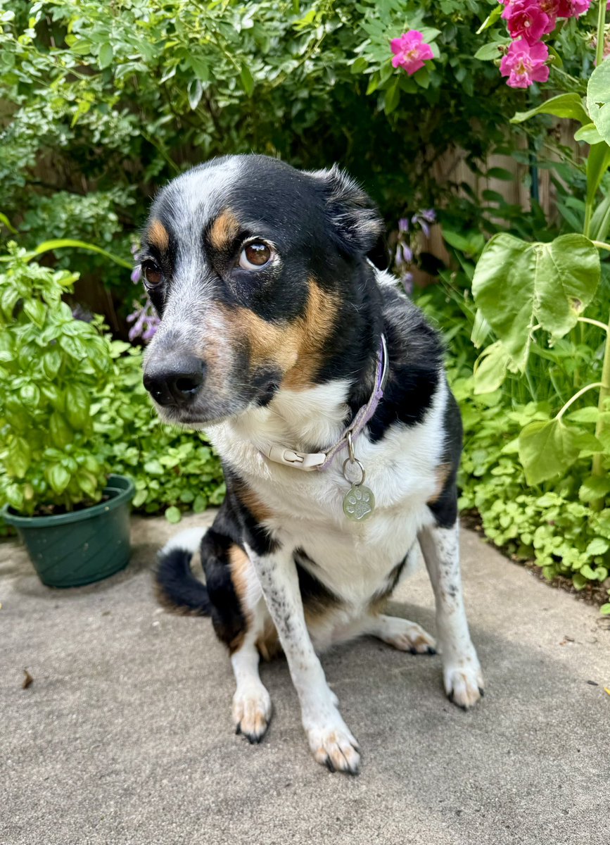 MayleePup's tweet image. Do you know what to do if you find Niacin and Thiamin at your door? Vitamin, of course! Hahaha. I’d invite you in friend. (Pawbly) Happy Weekend ❤️🐶❤️