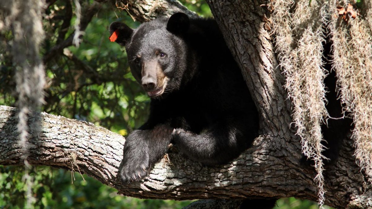 JAXTDY's tweet image. Florida is preparing for a bear hunt in December, the first in a decade. buff.ly/k1Qyu6f