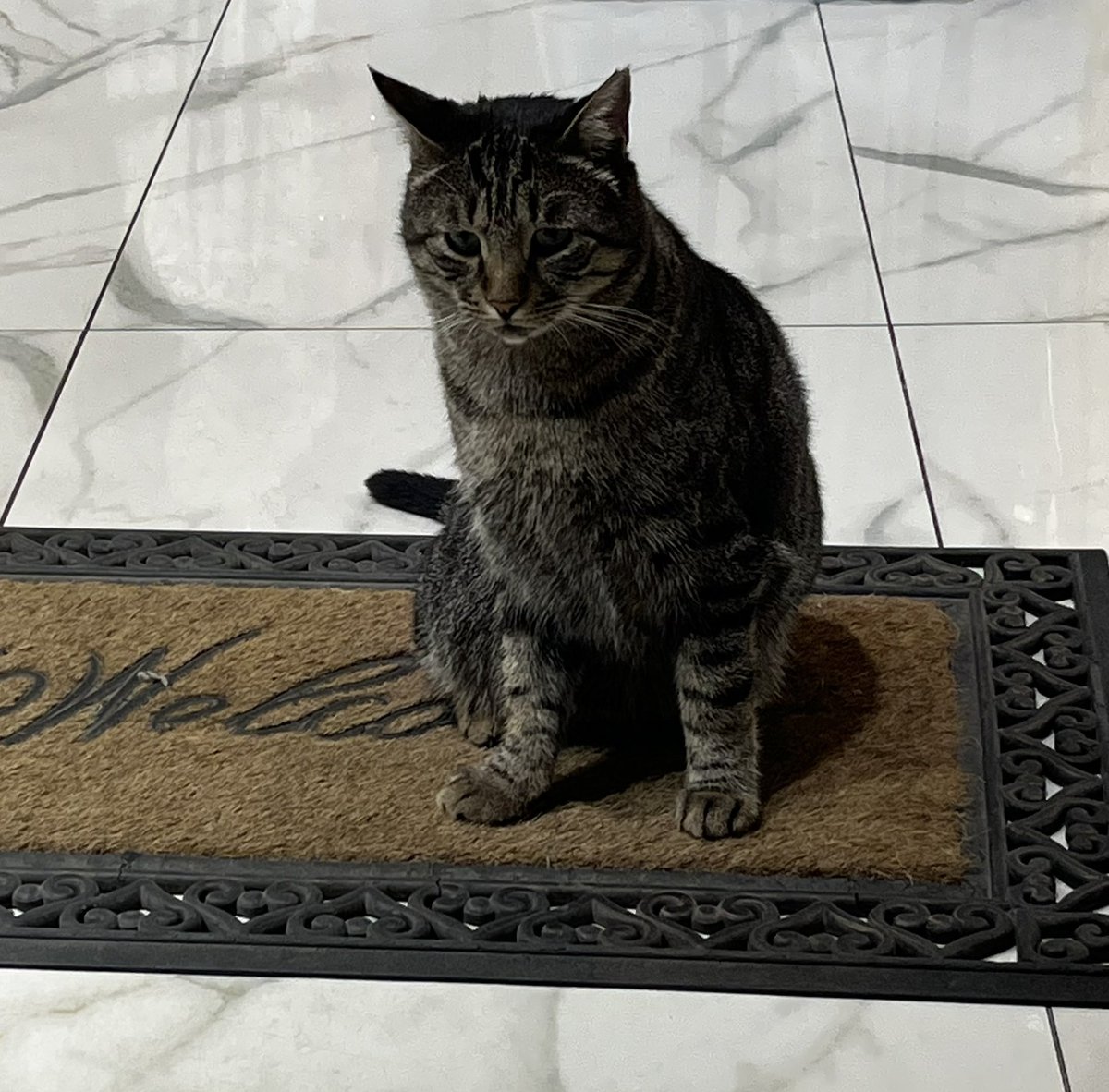 Darlanıp aşağı mahalleye indim. Kızımı beklerken şöyle güzel bir sahne yakaladım. Mahallenin daimi kedolarıyla da selamlaştım.