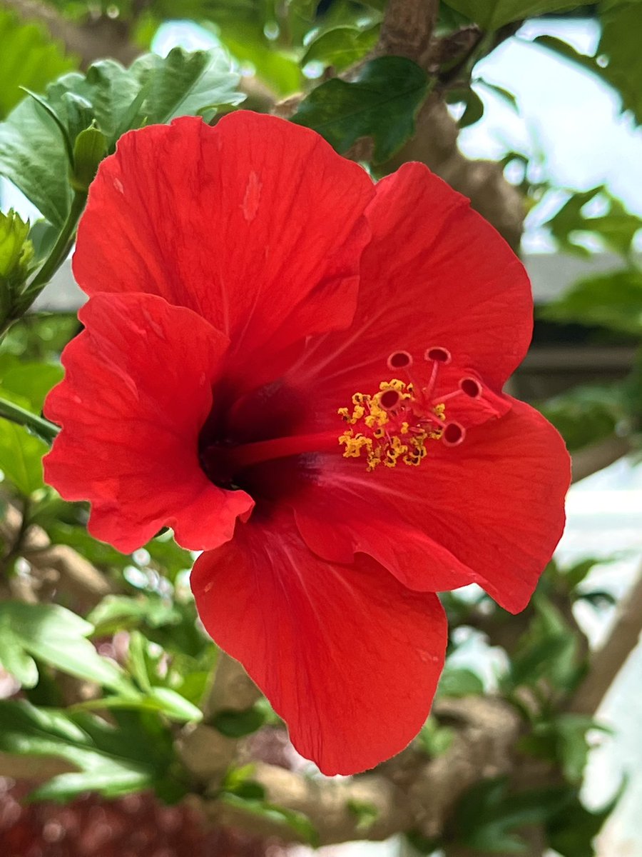 Shinsak08551604's tweet image. おはようございます 🌺
笑顔いっぱいの 素敵な週末を
お過ごし下さいねッ ✿·͜·ᰔ
赤色のハイビスカス 🌺𓈒𓏸
花言葉𓏸︎︎︎︎𓈒 𓂃 「勇敢」
🌺ෆ.*・゚🌺ෆ.*・゚🌺ෆ.*・゚🌺ෆ.*