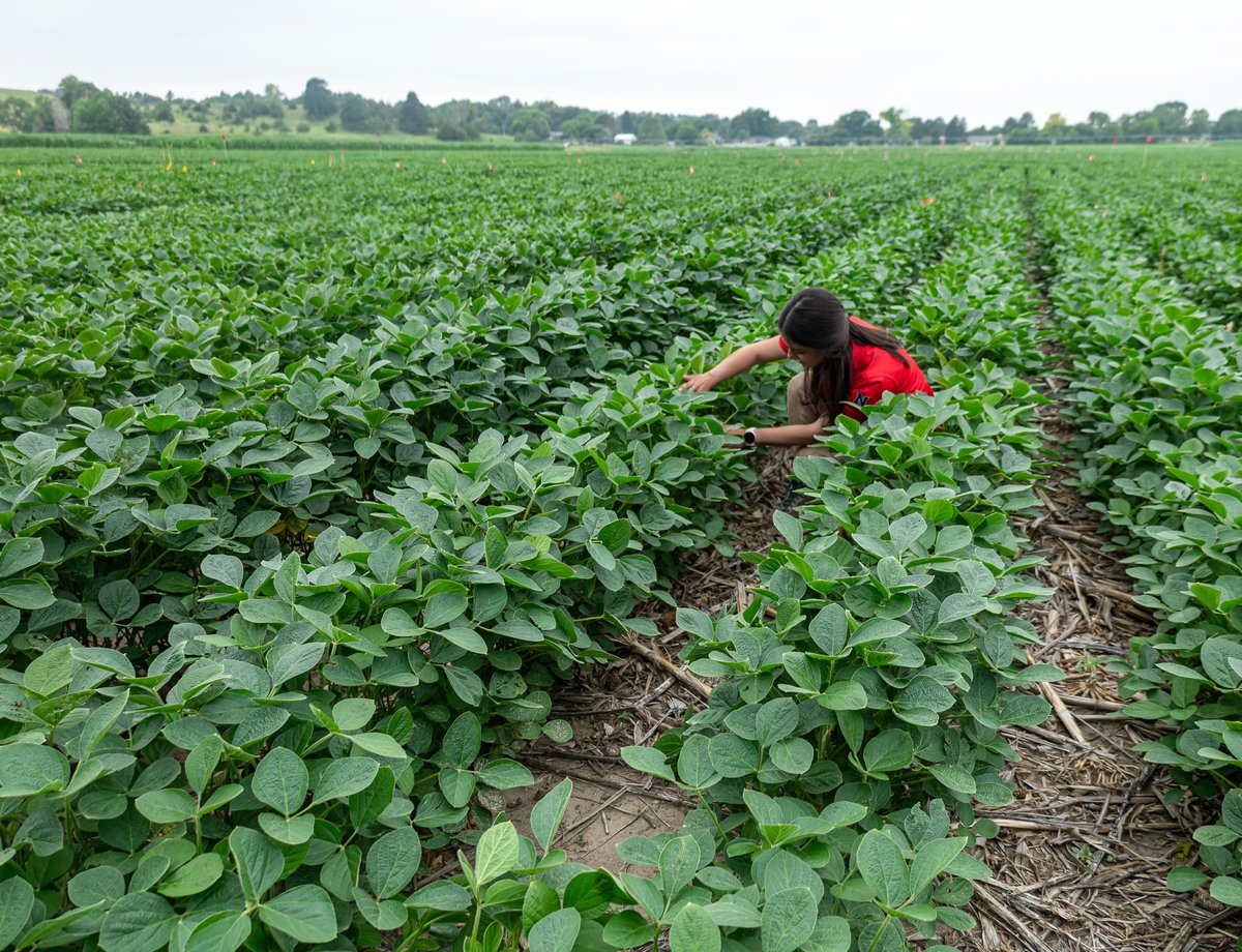 The West Central Cropping Systems team focuses on crop management practices that improve water use, nutrient use, and sunlight efficiency. 🌱