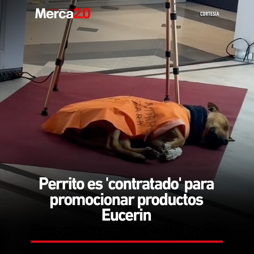 🐶✨   Perrito viral que se roba corazones con un peluche de Miniso, ahora es la 'nueva estrella de Eucerin'.

#PerritoViral #Eucerin #merca20 

Sigue leyendo zurl.co/4YG1M