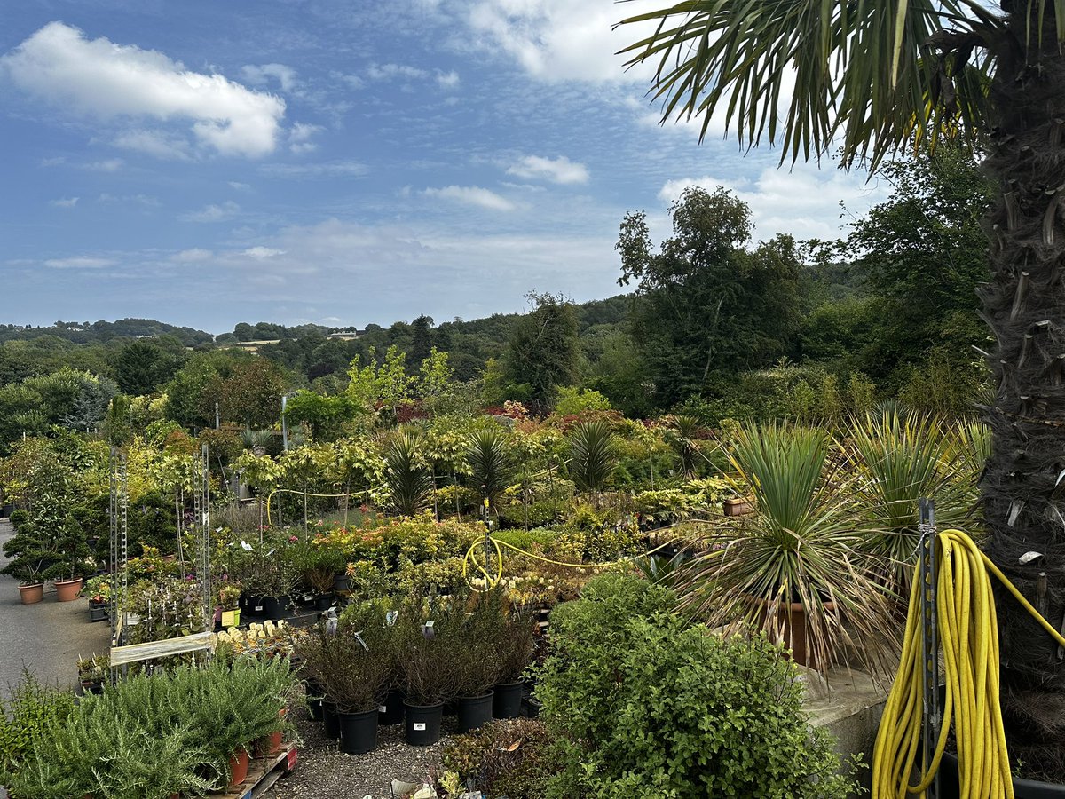 2016industrial's tweet image. Went out today, to the Unstone Garden Centre buying Olive trees. It’s a real hardcore specimen tree/bush specialists. Not a place to buy border plants. A real treasure of a place. Mark the owner is brilliant & it’s well worth a visit. #gardening #garden #olivetrees #trees