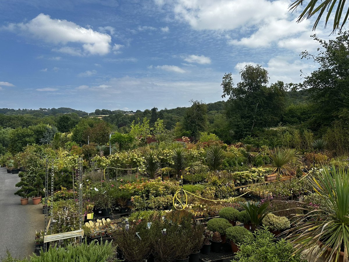 2016industrial's tweet image. Went out today, to the Unstone Garden Centre buying Olive trees. It’s a real hardcore specimen tree/bush specialists. Not a place to buy border plants. A real treasure of a place. Mark the owner is brilliant & it’s well worth a visit. #gardening #garden #olivetrees #trees