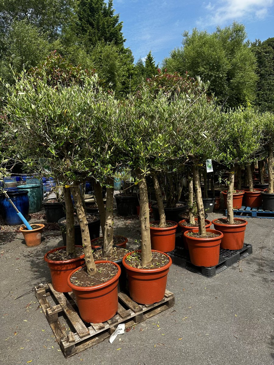 2016industrial's tweet image. Went out today, to the Unstone Garden Centre buying Olive trees. It’s a real hardcore specimen tree/bush specialists. Not a place to buy border plants. A real treasure of a place. Mark the owner is brilliant & it’s well worth a visit. #gardening #garden #olivetrees #trees