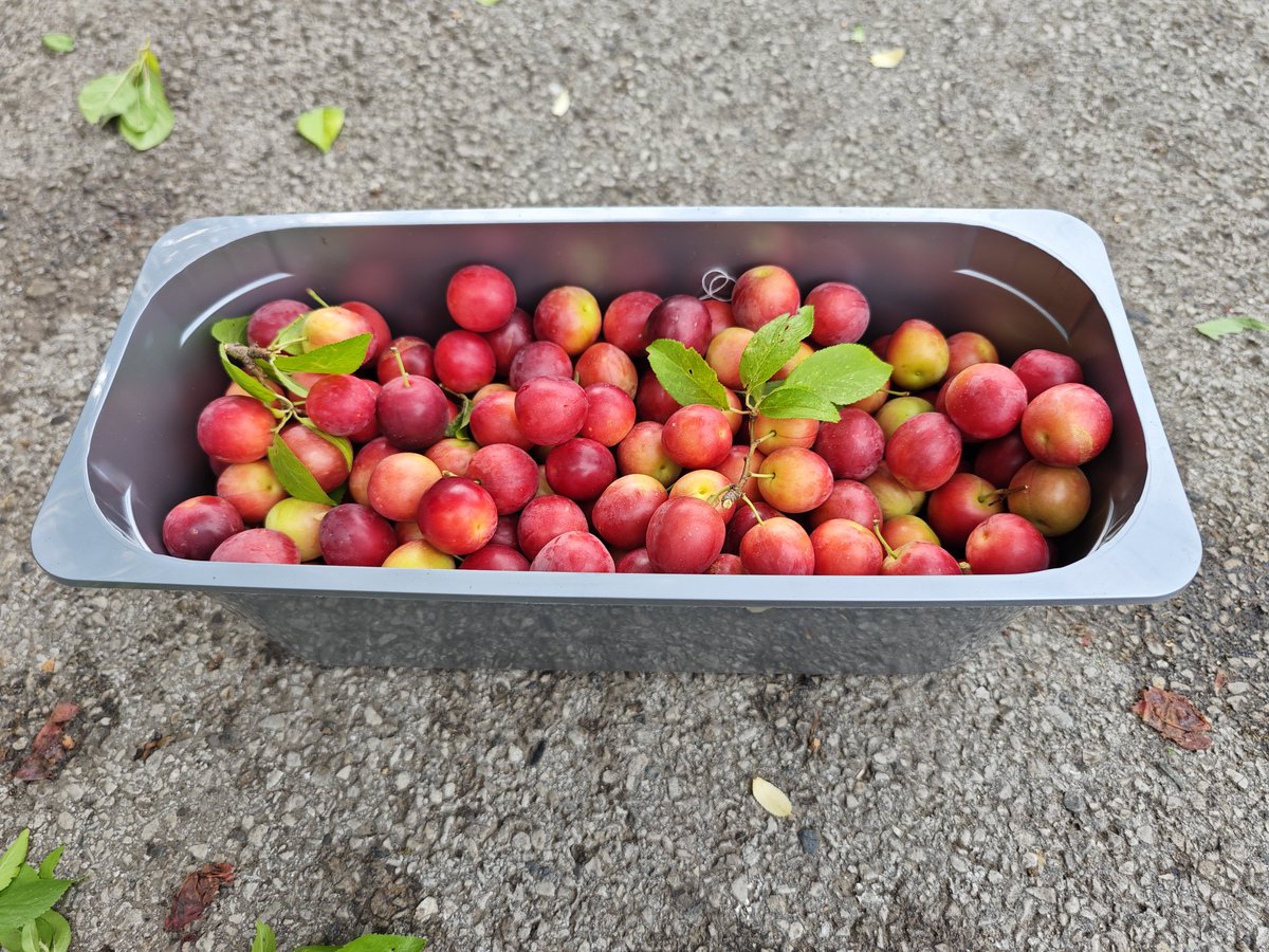 chrisbu03352910's tweet photo. #FruityFriday
One of the volunteers gathering the damsons to make jam for the other volunteers at Worsborough mill this morning...๐
๐ธ https://t.co/5BF0jqlPUB